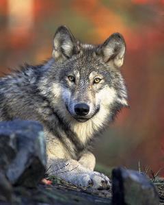 Nocturnal Animals Nocturnal Animals