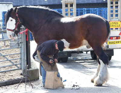 Why Do Horses Wear Shoes