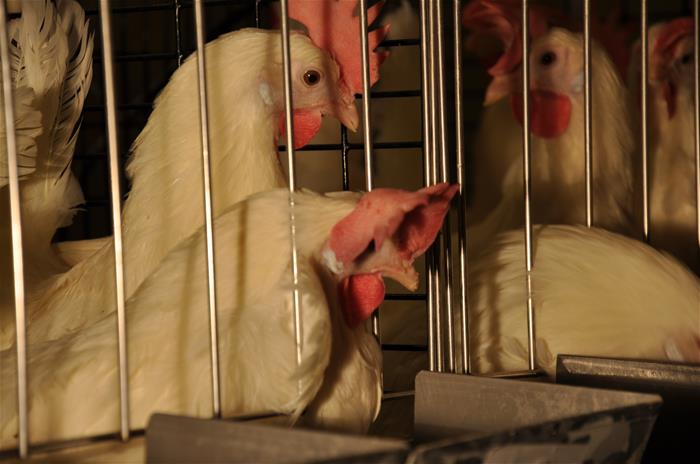 Types of Animal Housing Types of Animal Housing