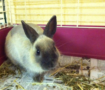 Rabbits Rabbits